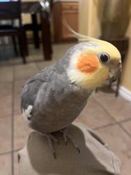 Lost Male Bird last seen Mandate Dr in a neighborhood , Houston, TX 77049