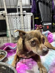 Found/Stray Male Dog last seen Riverwalk X Collett, Riverside, CA 92505