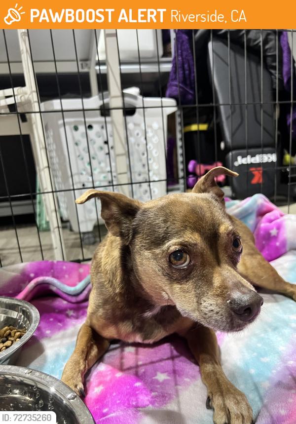 Found/Stray Male Dog last seen Riverwalk X Collett, Riverside, CA 92505