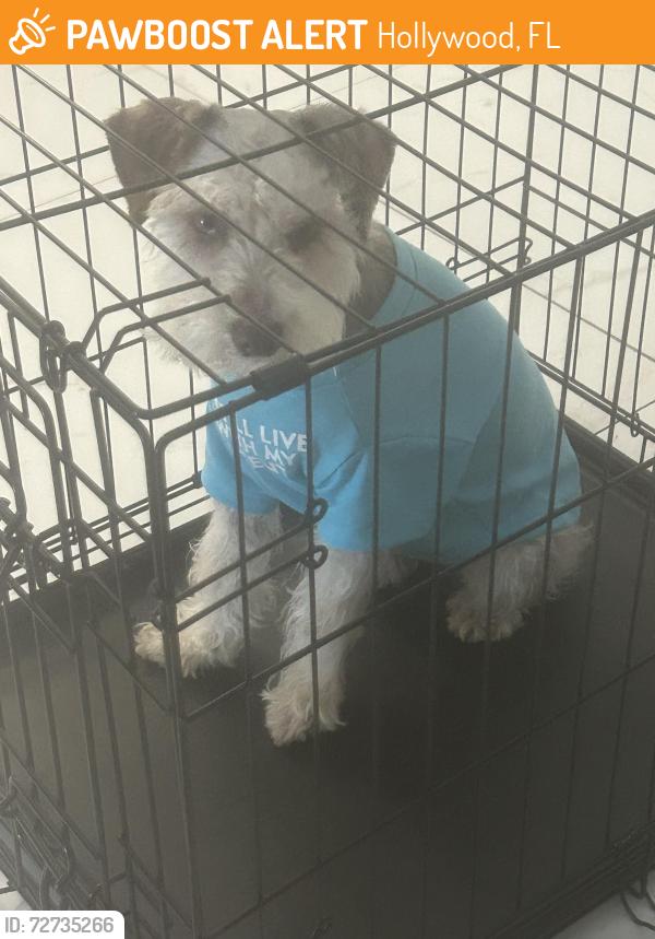 Found/Stray Male Dog last seen Near hollywood, Hollywood, FL 33020
