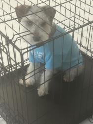 Found/Stray Male Dog last seen Near hollywood, Hollywood, FL 33020