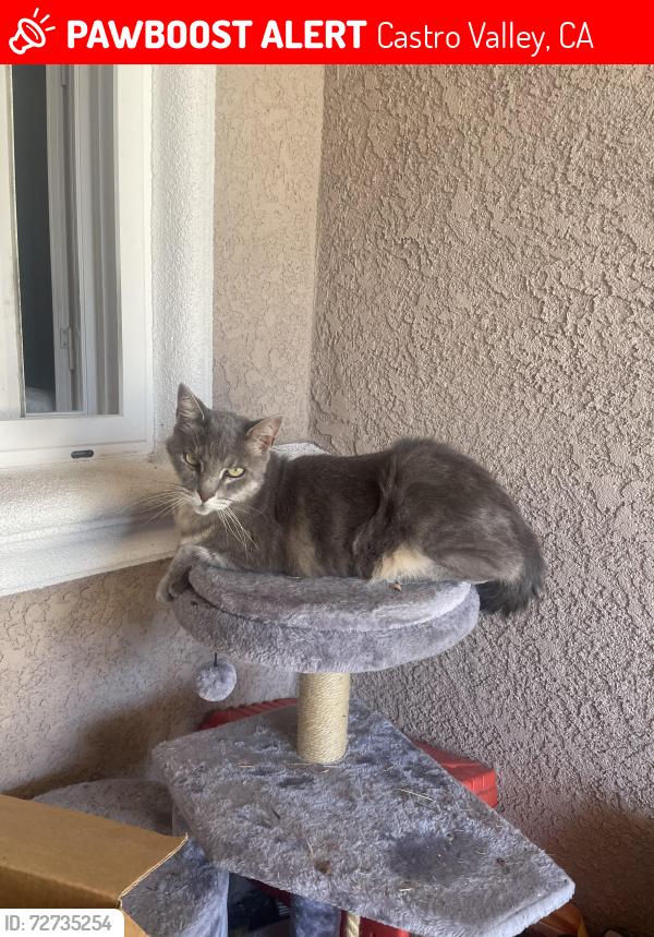Lost Male Cat last seen Seven Hills & Walnut Rd, Castro Valley, CA 94546
