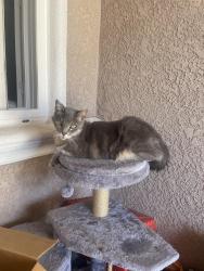 Lost Male Cat last seen Seven Hills & Walnut Rd, Castro Valley, CA 94546