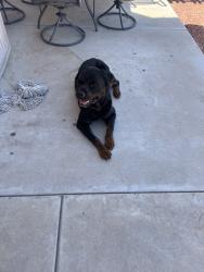 Found/Stray Male Dog last seen 67th ave and buckeye, Phoenix, AZ 85043