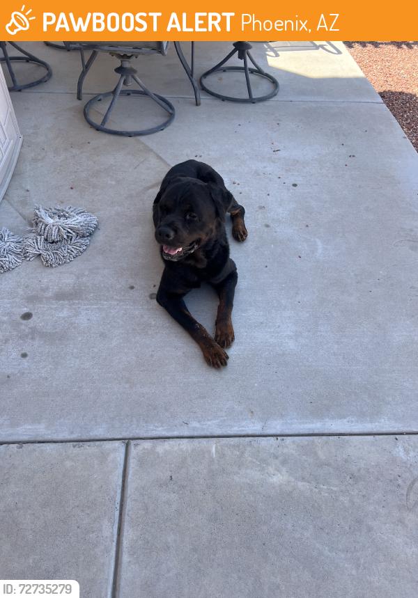 Found/Stray Male Dog last seen 67th ave and buckeye, Phoenix, AZ 85043
