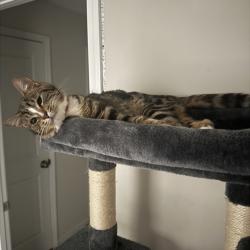 Lost Male Cat last seen Panola & Redan, Lithonia, GA 30058