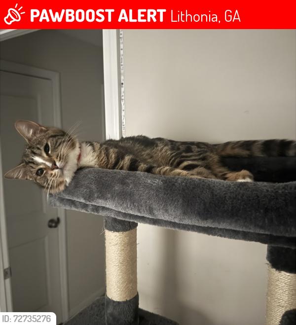 Lost Male Cat last seen Panola & Redan, Lithonia, GA 30058