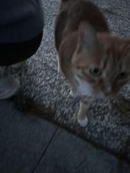 Found/Stray Unknown Cat last seen Near Rossmore Way and Westgrove Lane, San Jose, CA 95148