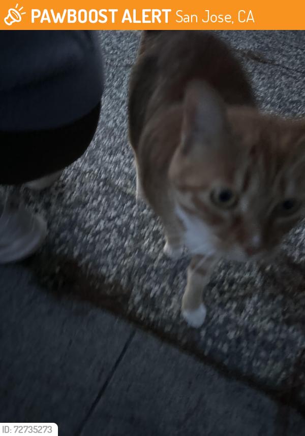 Found/Stray Unknown Cat last seen Near Rossmore Way and Westgrove Lane, San Jose, CA 95148