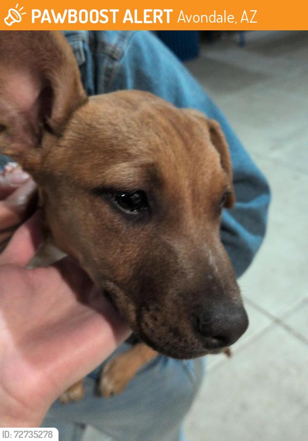 Found/Stray Female Dog last seen 99th ave and McDowell rd, Avondale, AZ 85392
