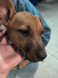 Found/Stray Female Dog last seen 99th ave and McDowell rd, Avondale, AZ 85392