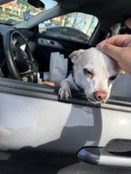 Lost Male Dog last seen George’s burgers , Fontana, CA 92335