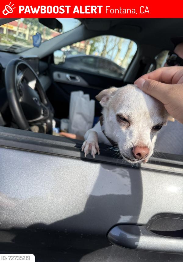 Lost Male Dog last seen George’s burgers , Fontana, CA 92335