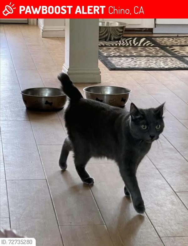 Lost Female Cat last seen Ramona Pipeline, Chino, CA 91710