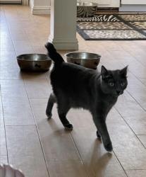 Lost Female Cat last seen Ramona Pipeline, Chino, CA 91710