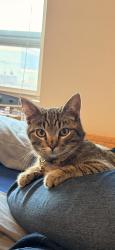 Lost Male Cat last seen Headed towards backyard, Spokane, WA 99205
