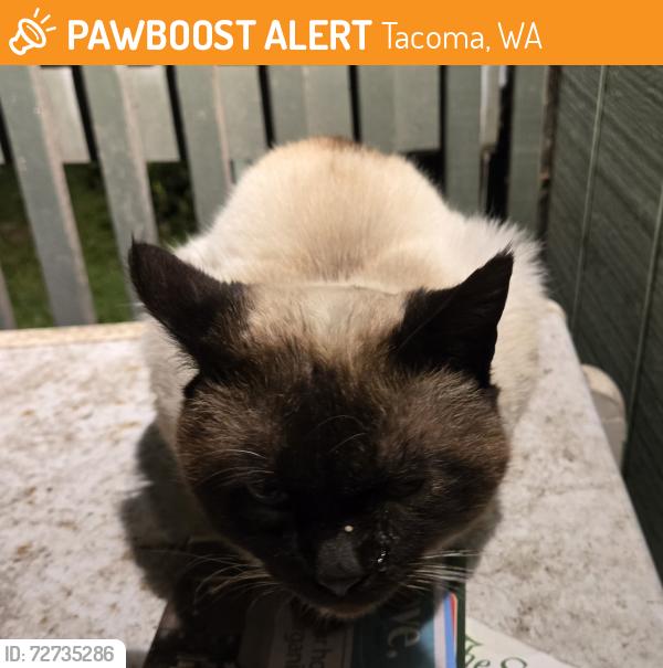Found/Stray Unknown Cat last seen S 35th and S Ash St, Tacoma, WA, Tacoma, WA 98418