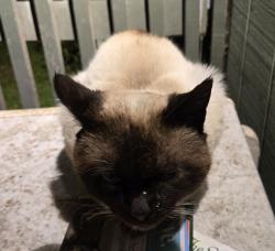 Found/Stray Unknown Cat last seen S 35th and S Ash St, Tacoma, WA, Tacoma, WA 98418