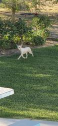 Found/Stray Male Dog last seen North Pima Street and Gypsum ave, Sandy Valley, NV 89019