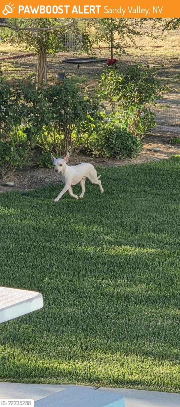 Found/Stray Male Dog last seen North Pima Street and Gypsum ave, Sandy Valley, NV 89019