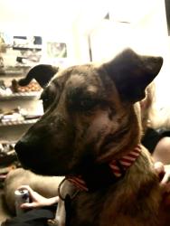 Found/Stray Female Dog last seen Dewey & Wells across from Crutchfield , Sherman, TX 75090