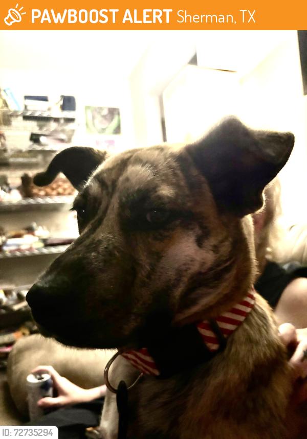 Found/Stray Female Dog last seen Dewey & Wells across from Crutchfield , Sherman, TX 75090