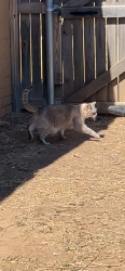 Lost Female Cat last seen 4th ave and 3rd street, Canyon, TX 79015