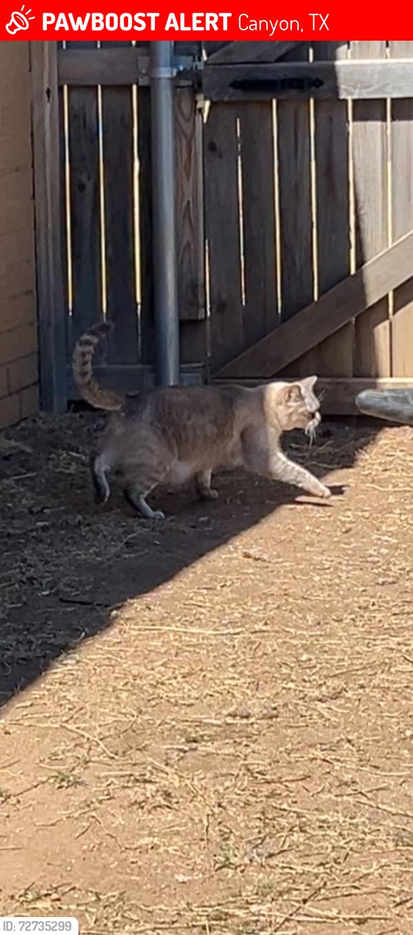 Lost Female Cat last seen 4th ave and 3rd street, Canyon, TX 79015