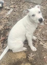 Lost Male Dog last seen Hwy 35 and 167, Sheridan, AR 72150