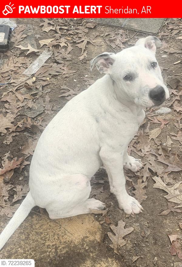Lost Male Dog last seen Hwy 35 and 167, Sheridan, AR 72150