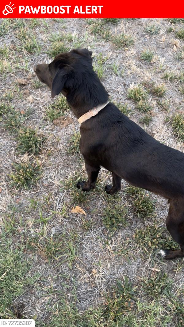Lost Female Dog last seen Hickory way and evergreen , West Sacramento, CA 95691