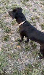 Lost Female Dog last seen Hickory way and evergreen , West Sacramento, CA 95691