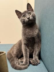Lost Male Cat last seen Homeward way, alicant dr, Sugar Land, TX 77479