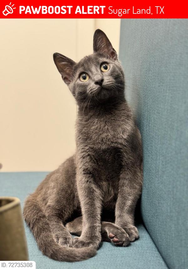 Lost Male Cat last seen Homeward way, alicant dr, Sugar Land, TX 77479