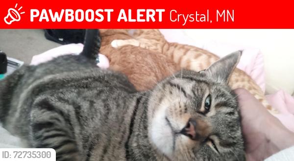 Lost Male Cat last seen 34th Ave north an Noble , Crystal, MN 55422