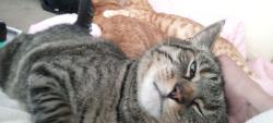Lost Male Cat last seen 34th Ave north an Noble , Crystal, MN 55422