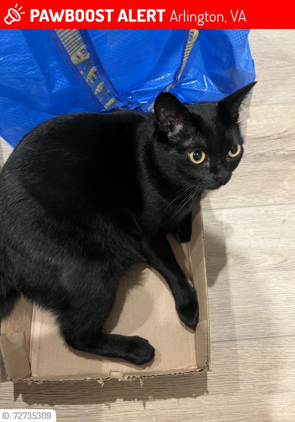 Lost Male Cat last seen S greenbrier Street, Arlington, VA 22205
