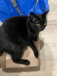 Lost Male Cat last seen S greenbrier Street, Arlington, VA 22205