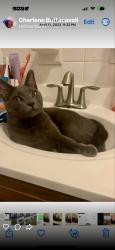Lost Male Cat last seen Our Lady of Fatima Church on South Ave & Grand Ave., Holmes, PA 19043