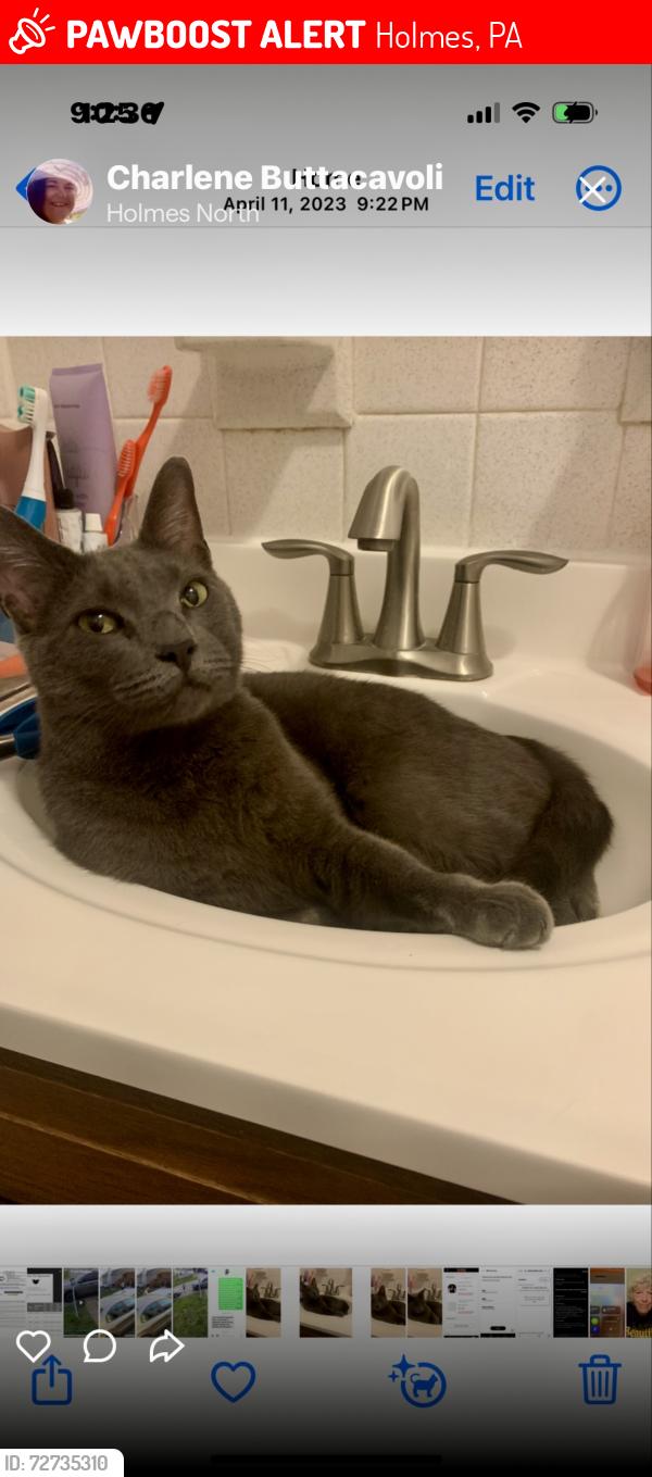 Lost Male Cat last seen Our Lady of Fatima Church on South Ave & Grand Ave., Holmes, PA 19043