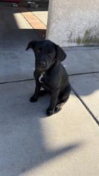 Found/Stray Female Dog last seen FedEx Bloomington warehouse, Bloomington, CA 92316