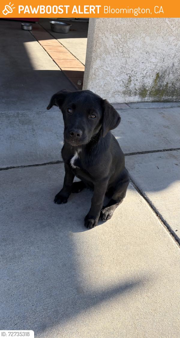 Found/Stray Female Dog last seen FedEx Bloomington warehouse, Bloomington, CA 92316