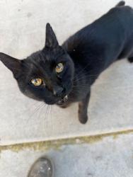Found/Stray Unknown Cat last seen Tempe station apmts, Tempe, AZ 85288