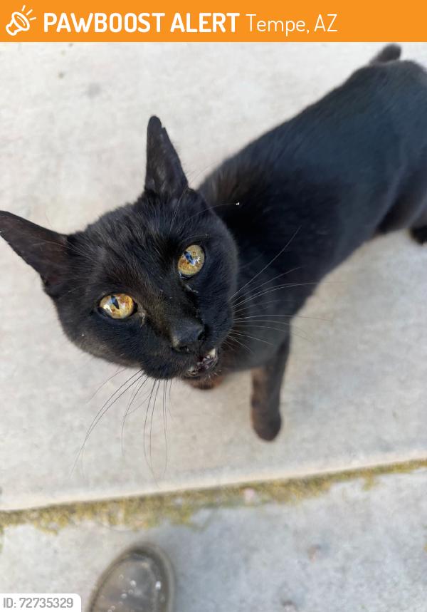 Found/Stray Unknown Cat last seen Tempe station apmts, Tempe, AZ 85288