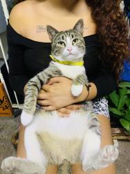 Lost Female Cat last seen Av sur 1 , Ciudad Nezahualcóyotl, Méx. 