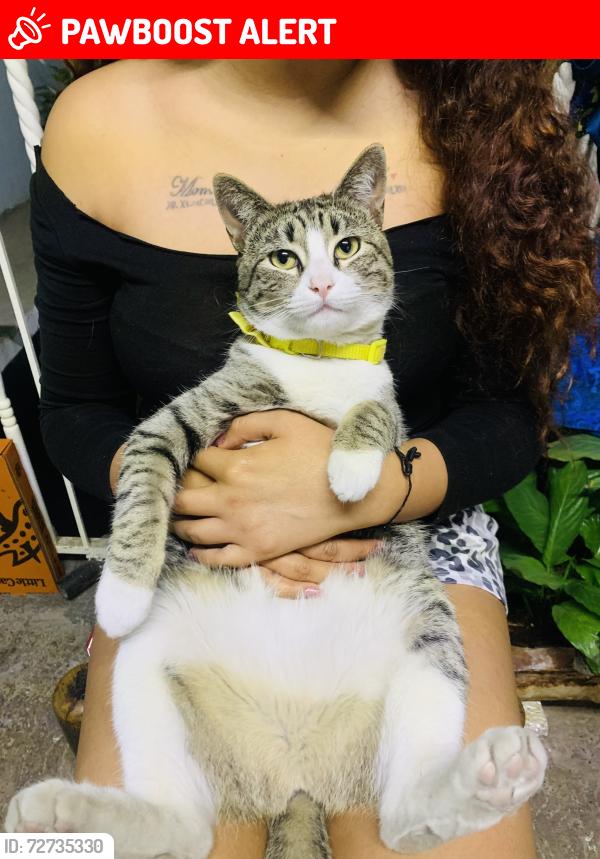 Lost Female Cat last seen Av sur 1 , Ciudad Nezahualcóyotl, Méx. 