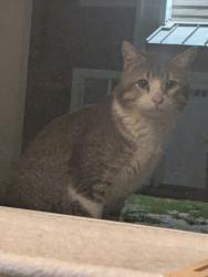 Found/Stray Unknown Cat last seen The Quarters apmts, Iowa City, IA 52240