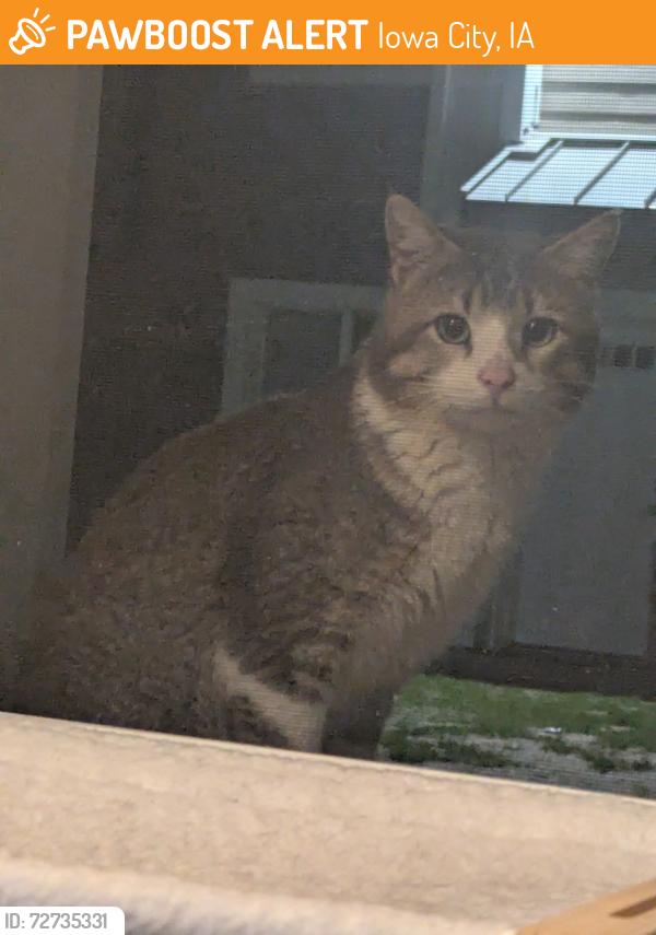 Found/Stray Unknown Cat last seen The Quarters apmts, Iowa City, IA 52240