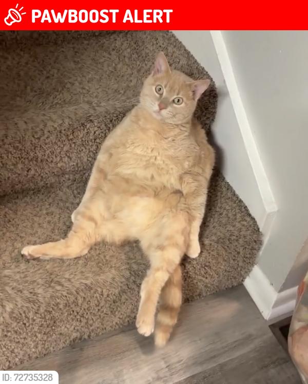 Lost Male Cat last seen 120th and Military, Northwest Omaha, NE 68164