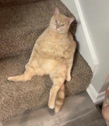 Lost Male Cat last seen 120th and Military, Northwest Omaha, NE 68164